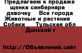 Предлагаем к продаже щенка сенбернара - девочку. - Все города Животные и растения » Собаки   . Тульская обл.,Донской г.